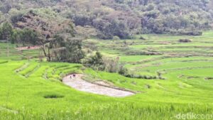 Ancaman Nyata Ketahanan Pangan Nasional: 554 Ribu Hektare Sawah Tergerus Pemukiman dan Industri, Pemerintah Serukan Pengendalian Tata Ruang Mendesak