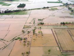 Kementan Kucurkan Rp 336 Miliar, Pacu Pemulihan Lahan Sawah Sumatera Pasca-Banjir Demi Ketahanan Pangan Nasional