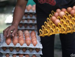 Megaproyek Hilirisasi Ayam Terintegrasi Dimulai: Target Swasembada Protein, Penurunan Stunting, dan Jutaan Lapangan Kerja