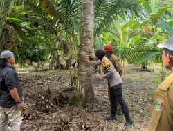 Ancaman Hitam di Perkebunan Tanggamus: Ketika Manusia dan Satwa Liar Berhadapan