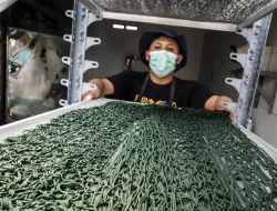 Menguak Potensi Emas Hijau: Semarang Jadi Pusat Budidaya Spirulina Berkelanjutan untuk Industri Global