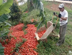 Mitigasi Krisis Tomat: Bapanas Ajak Pemda Bergerak Serentak Selamatkan Petani dari Anjloknya Harga